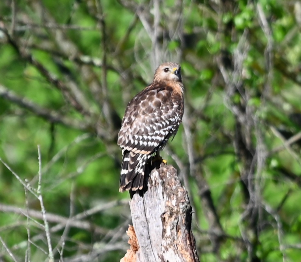 Red-shouldered Hawk - ML633401460