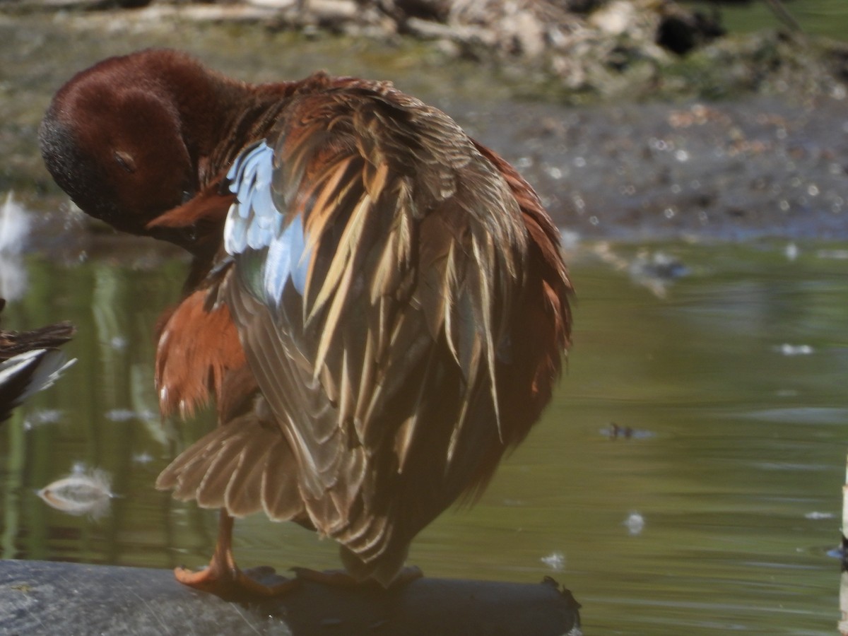Cinnamon Teal - ML633401464