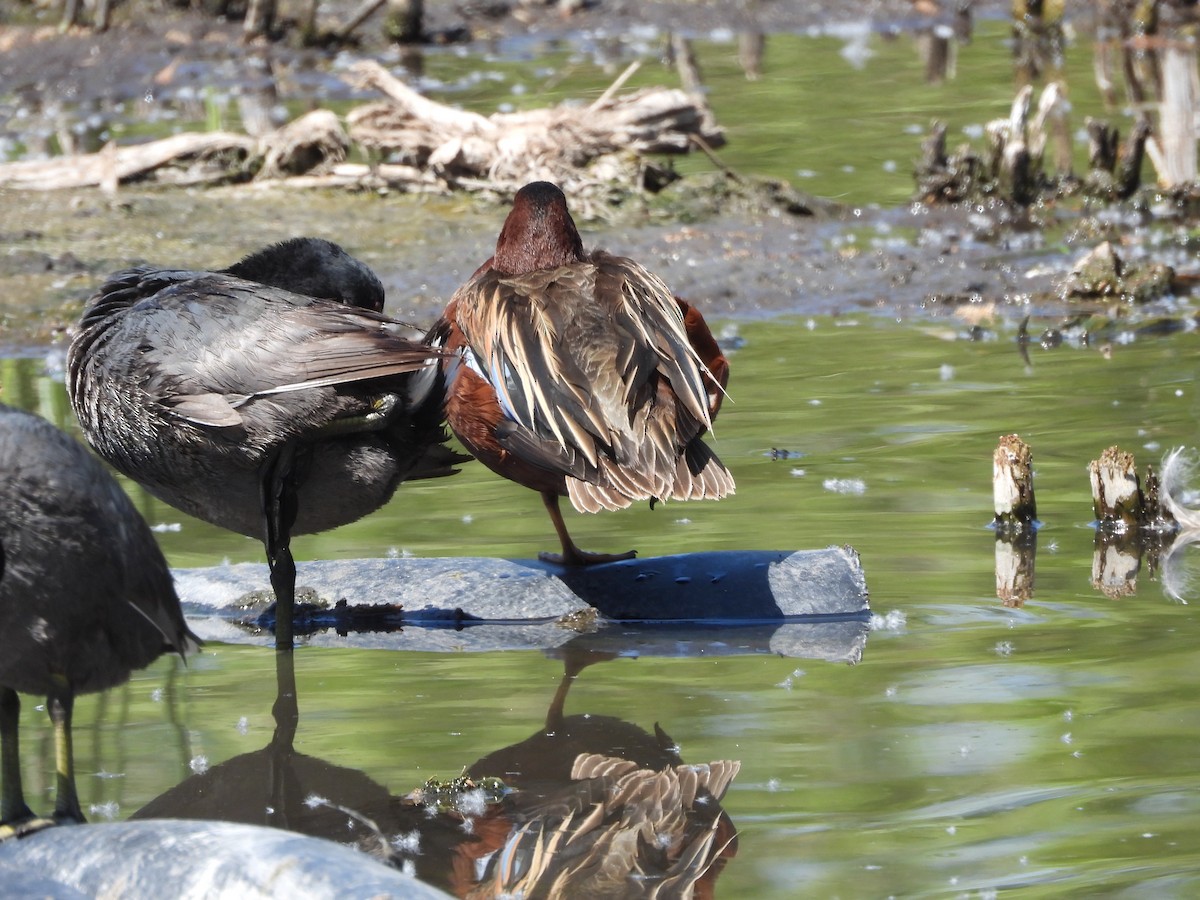 Cinnamon Teal - ML633401465