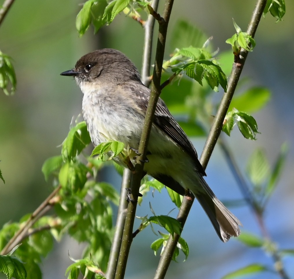 Eastern Phoebe - ML633401486