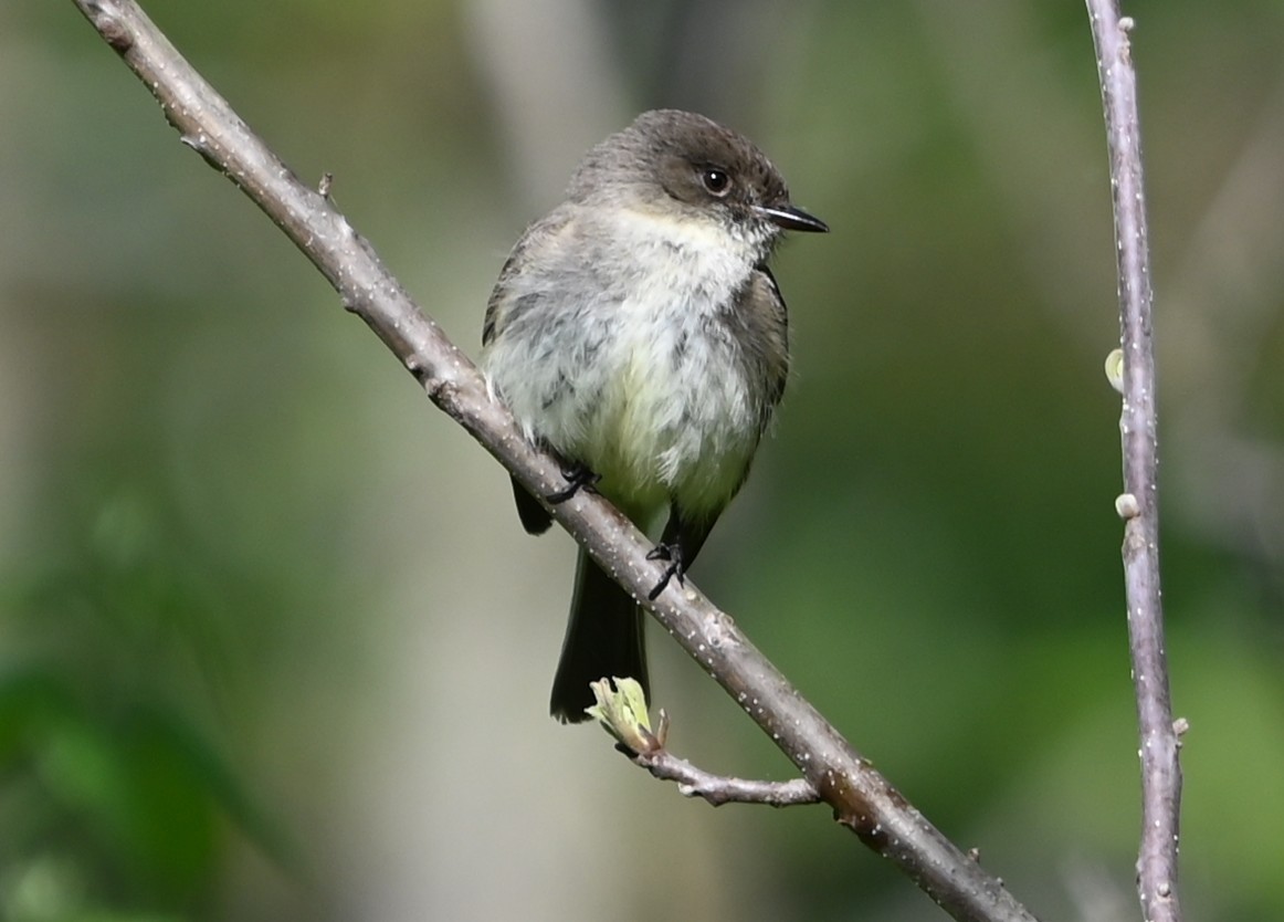 Eastern Phoebe - ML633401506
