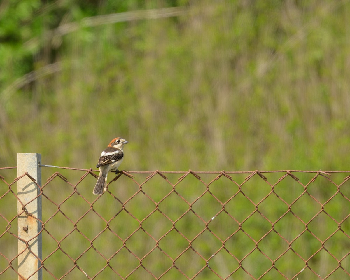 Woodchat Shrike - ML633401512