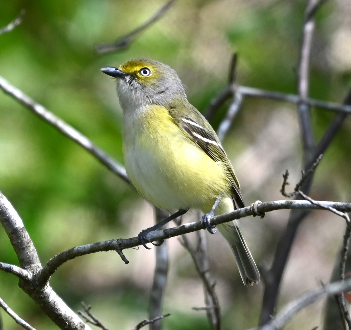 White-eyed Vireo - ML633401525