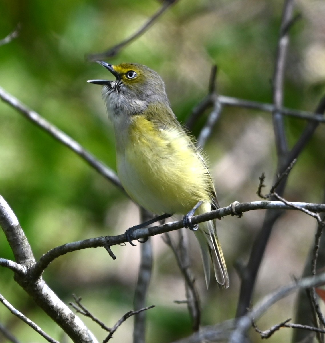 White-eyed Vireo - ML633401530