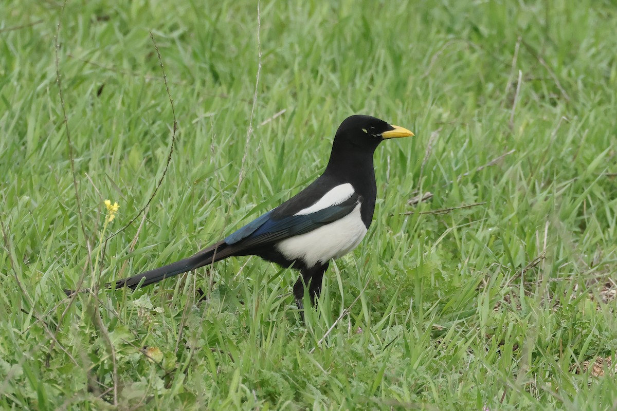 Yellow-billed Magpie - ML633401531