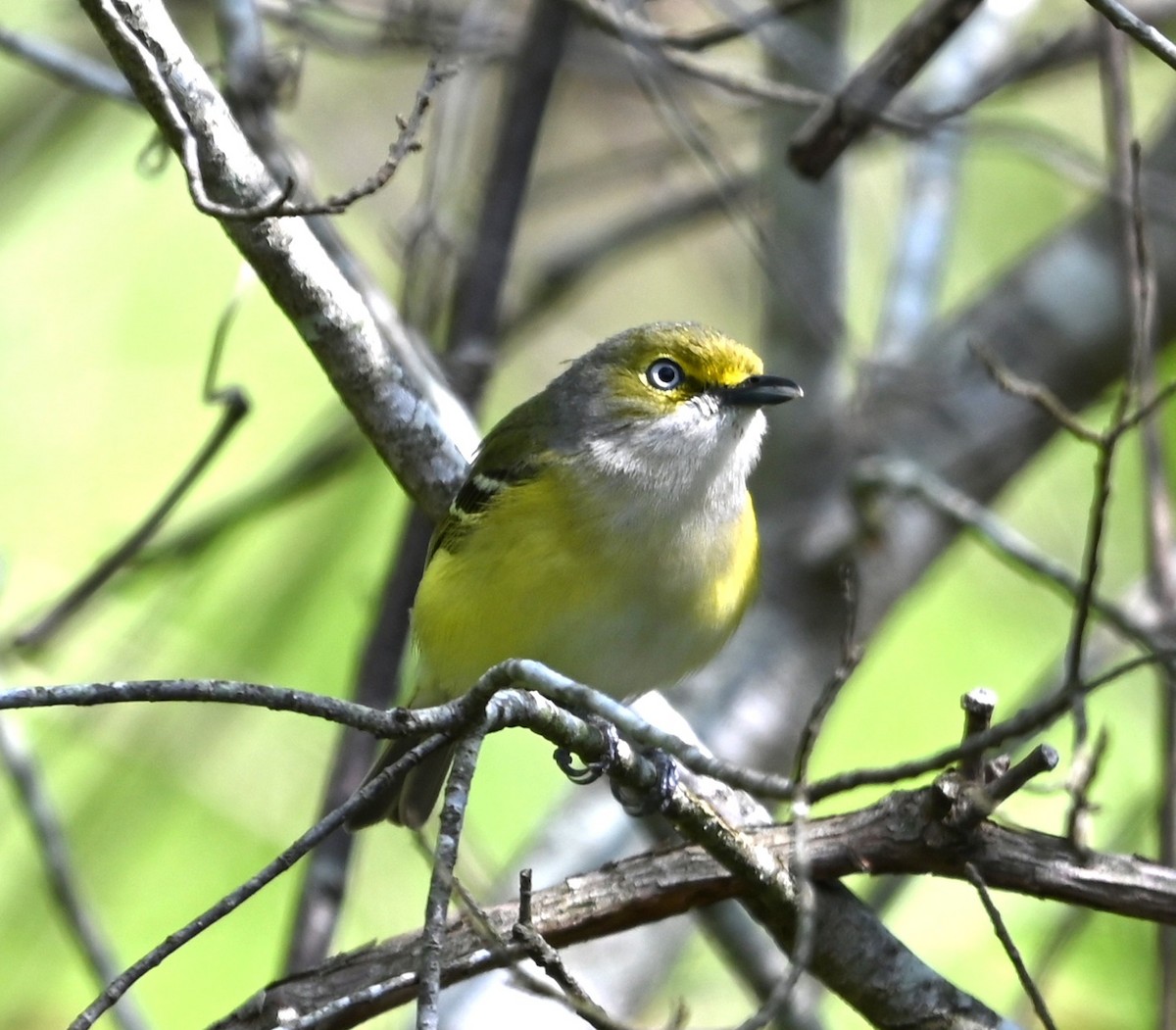 White-eyed Vireo - ML633401552