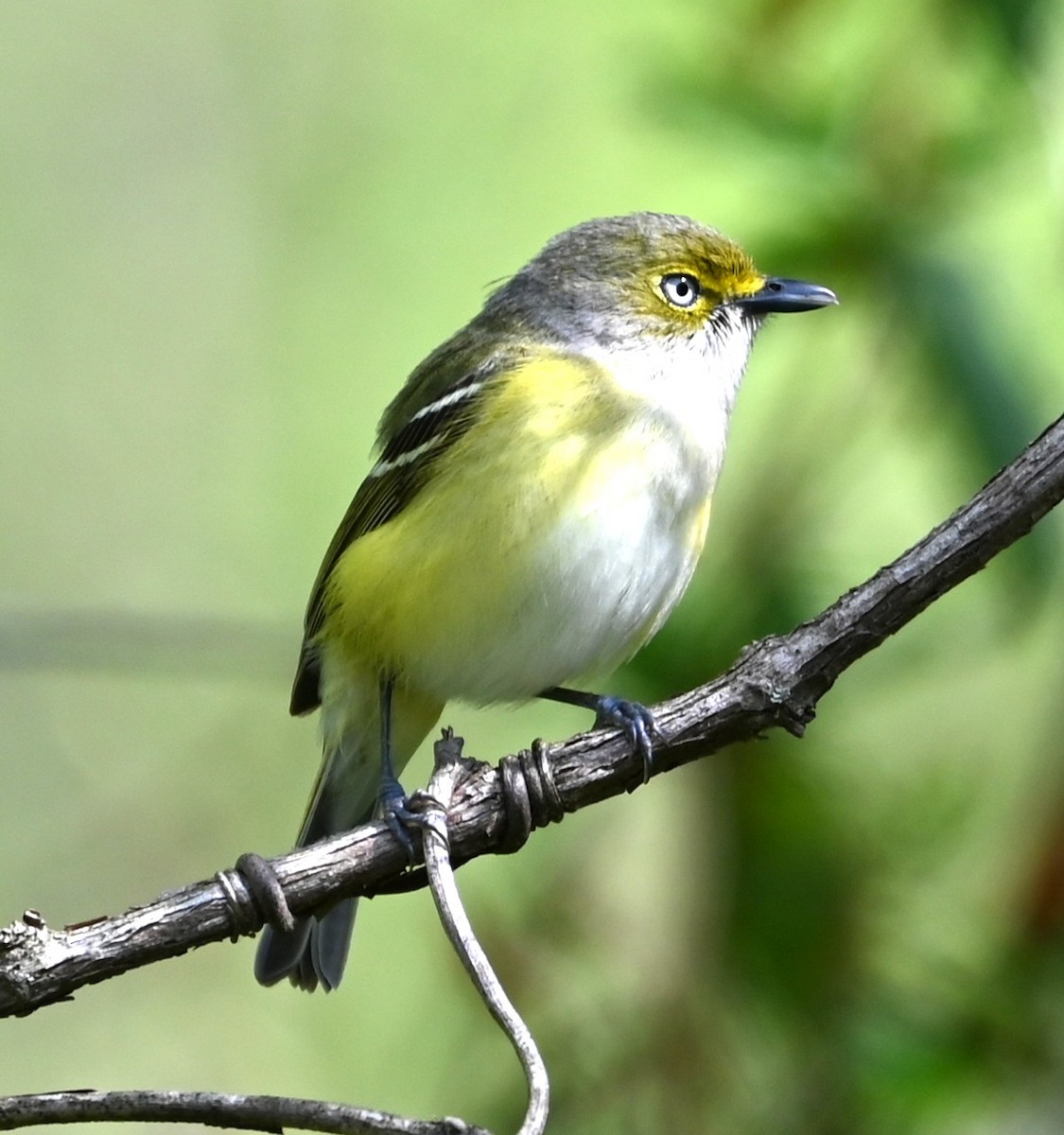 White-eyed Vireo - ML633401559