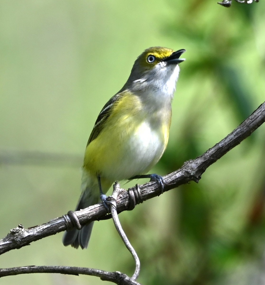 White-eyed Vireo - ML633401573