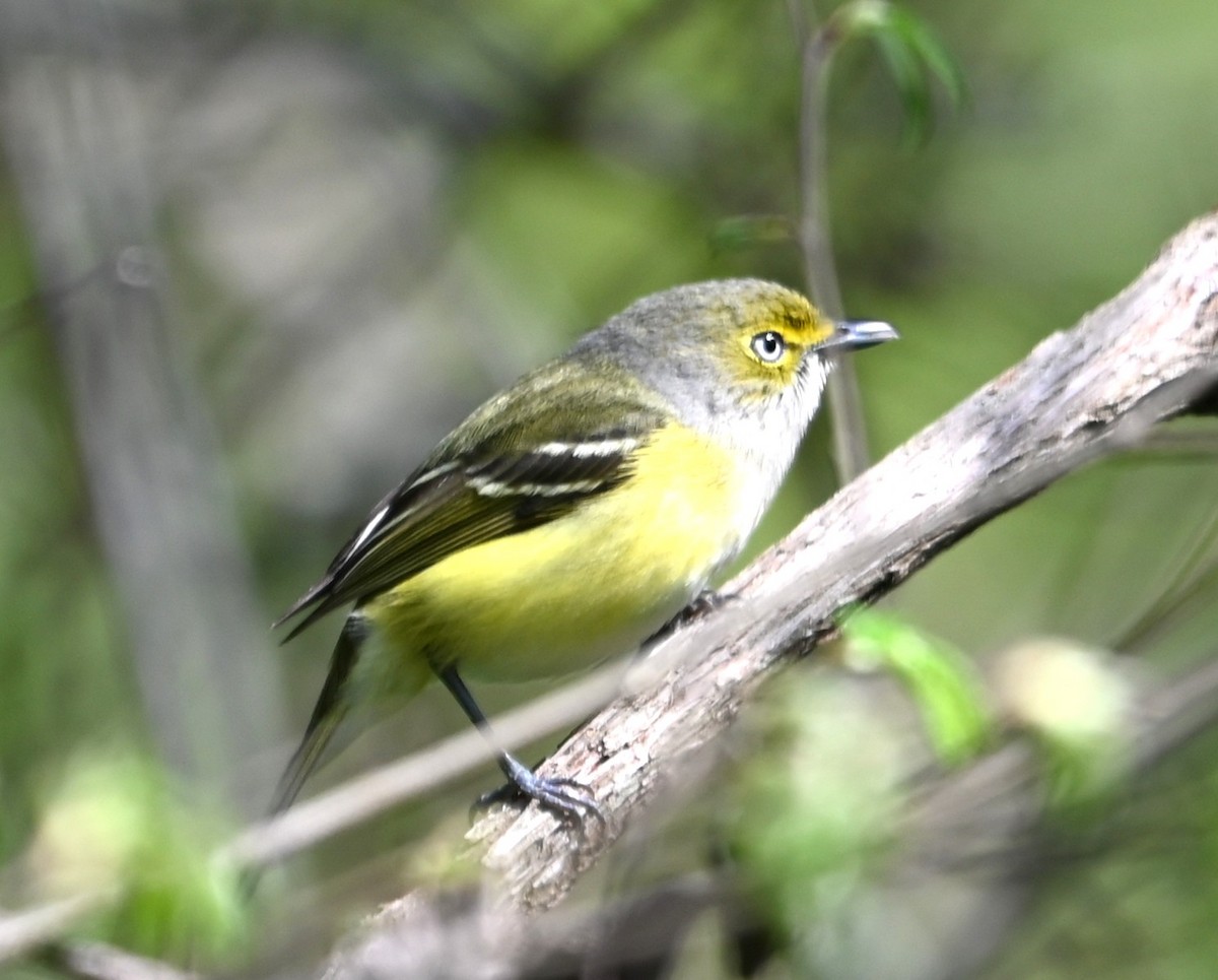 White-eyed Vireo - ML633401584