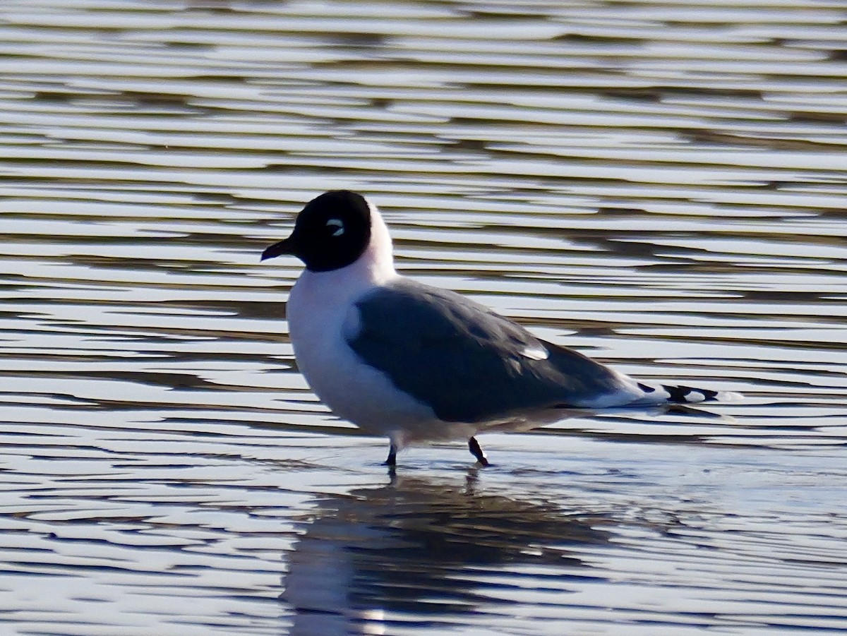 Franklin's Gull - Brett Hartl