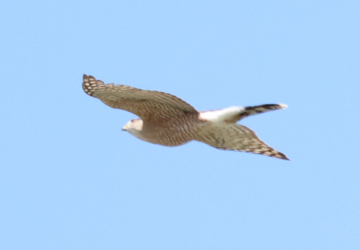 Cooper's Hawk - ML633401709
