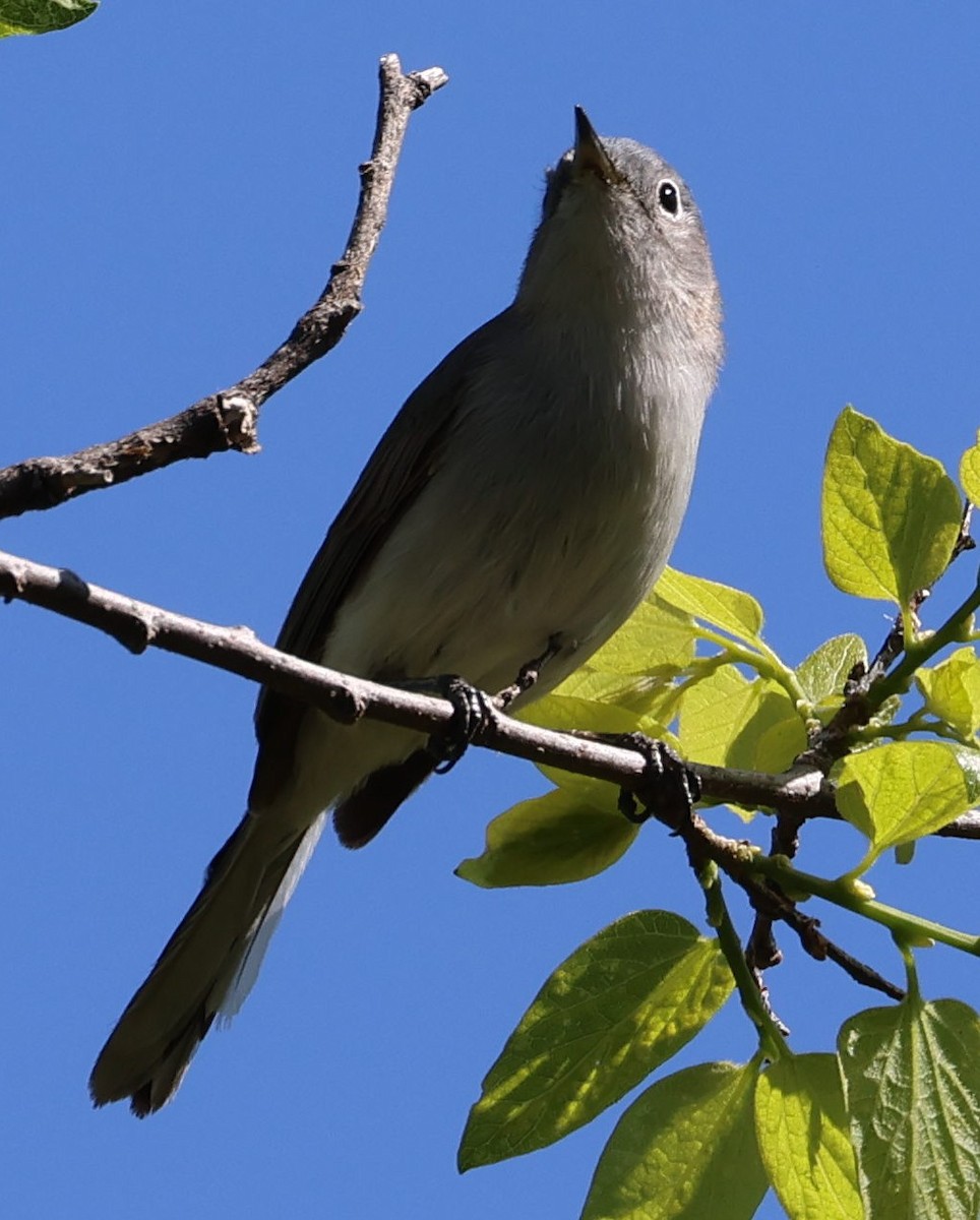 Blue-gray Gnatcatcher - ML633401729