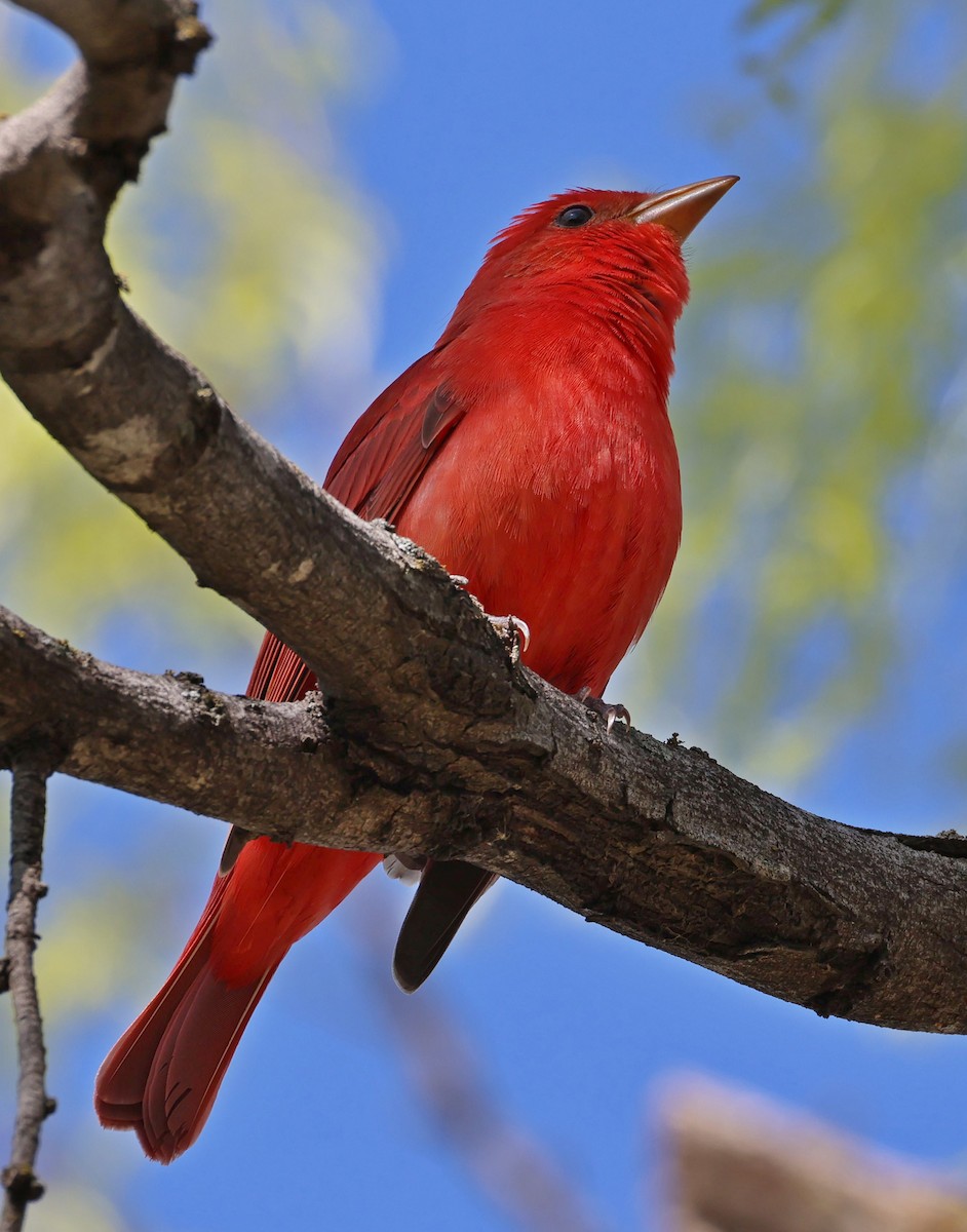 Summer Tanager - ML633401743