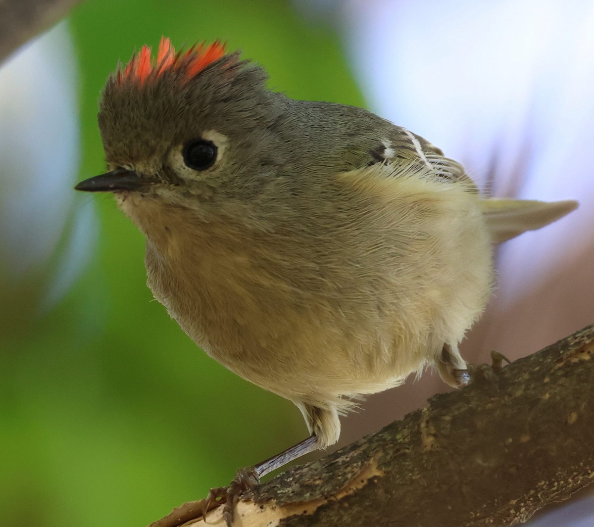 Ruby-crowned Kinglet - ML633401755