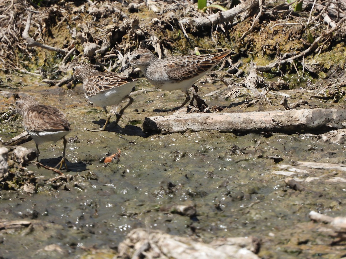 Least Sandpiper - ML633401789