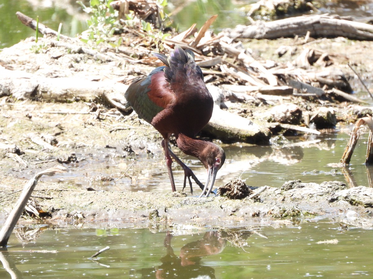 White-faced Ibis - ML633401817