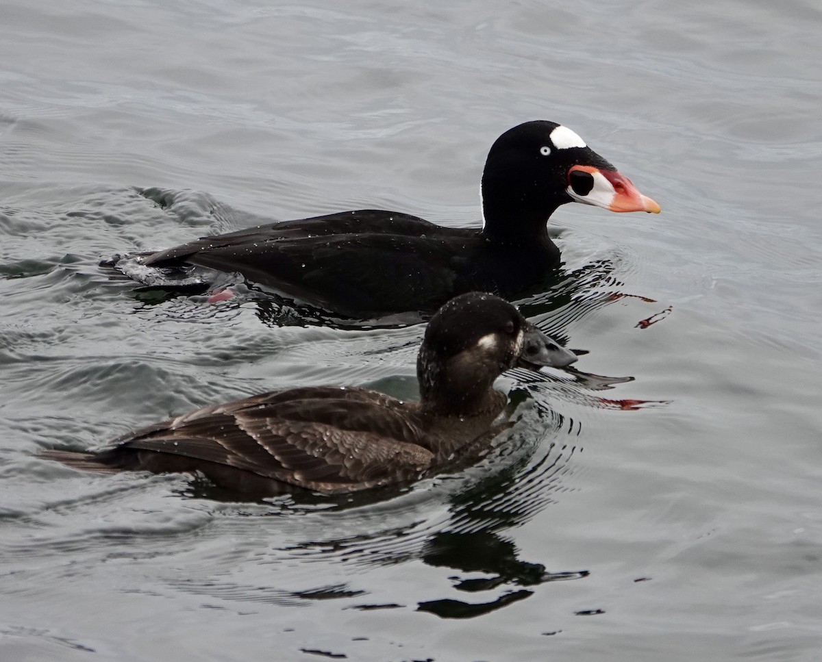 Surf Scoter - ML633401829