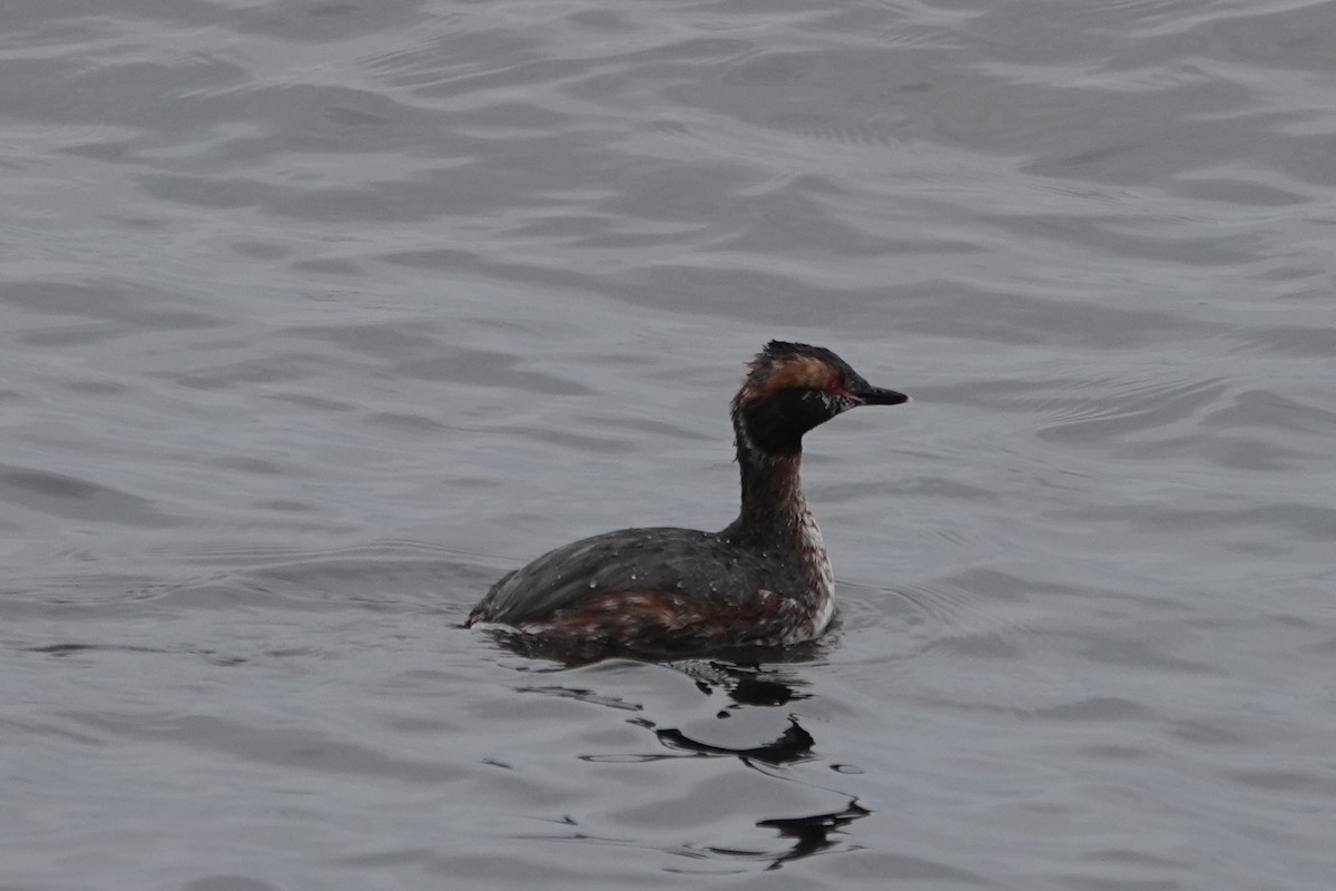 Horned Grebe - ML633401845