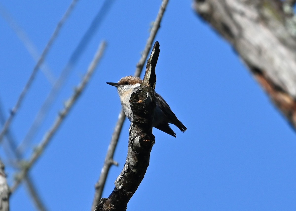 Brown-headed Nuthatch - ML633401854