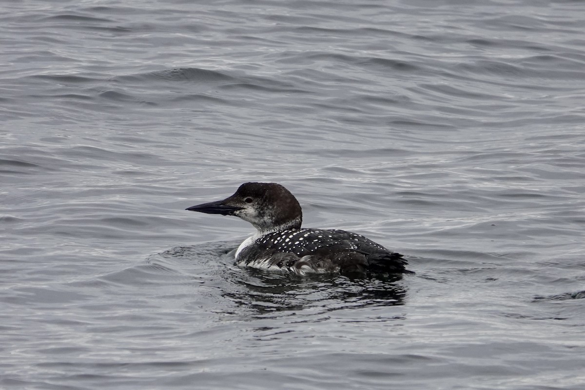 Common Loon - Anne Dalton