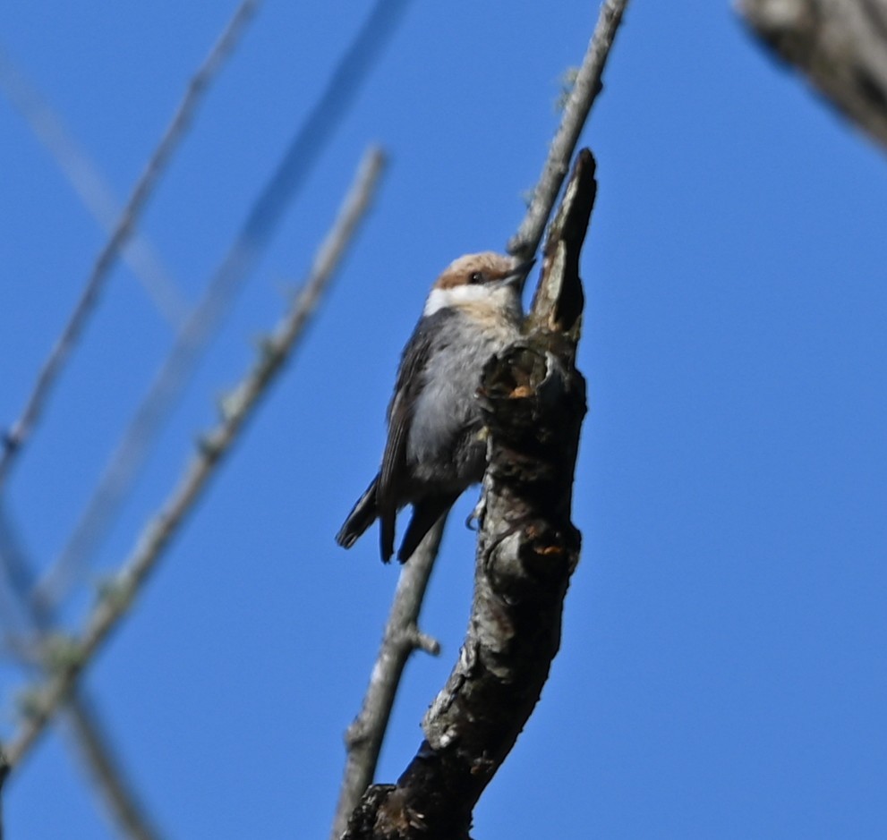 Brown-headed Nuthatch - ML633401871