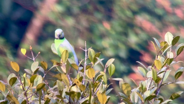 Layard's Parakeet - ML633401873