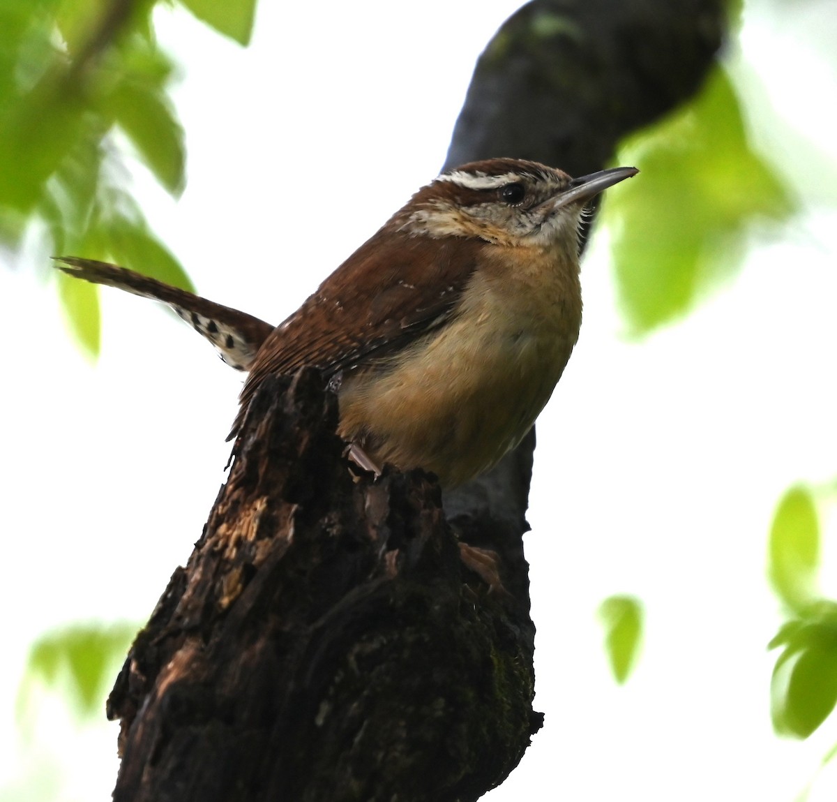 Carolina Wren - ML633401885