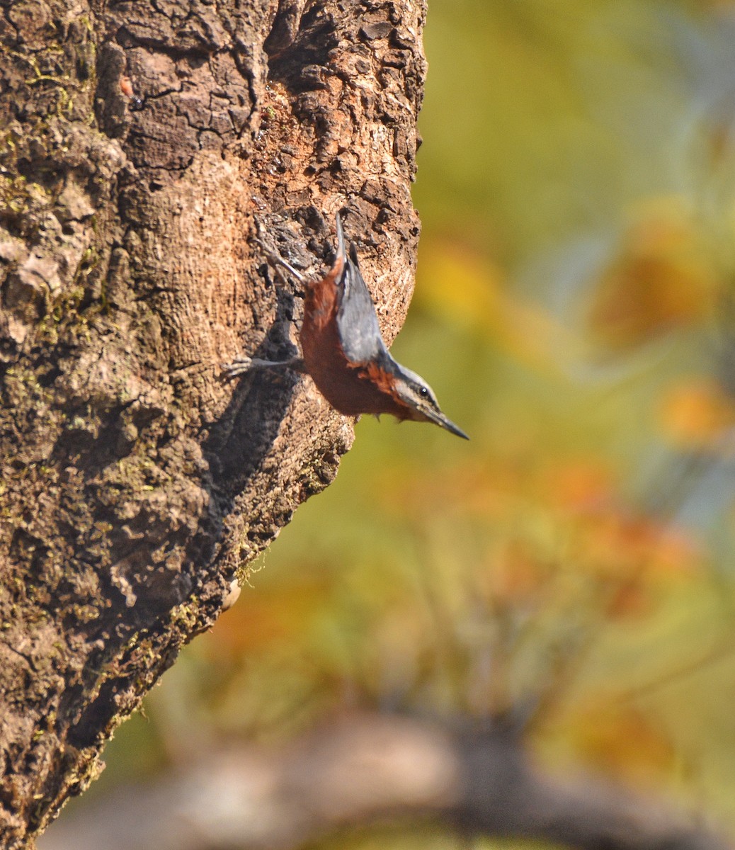 Indian Nuthatch - ML633401902