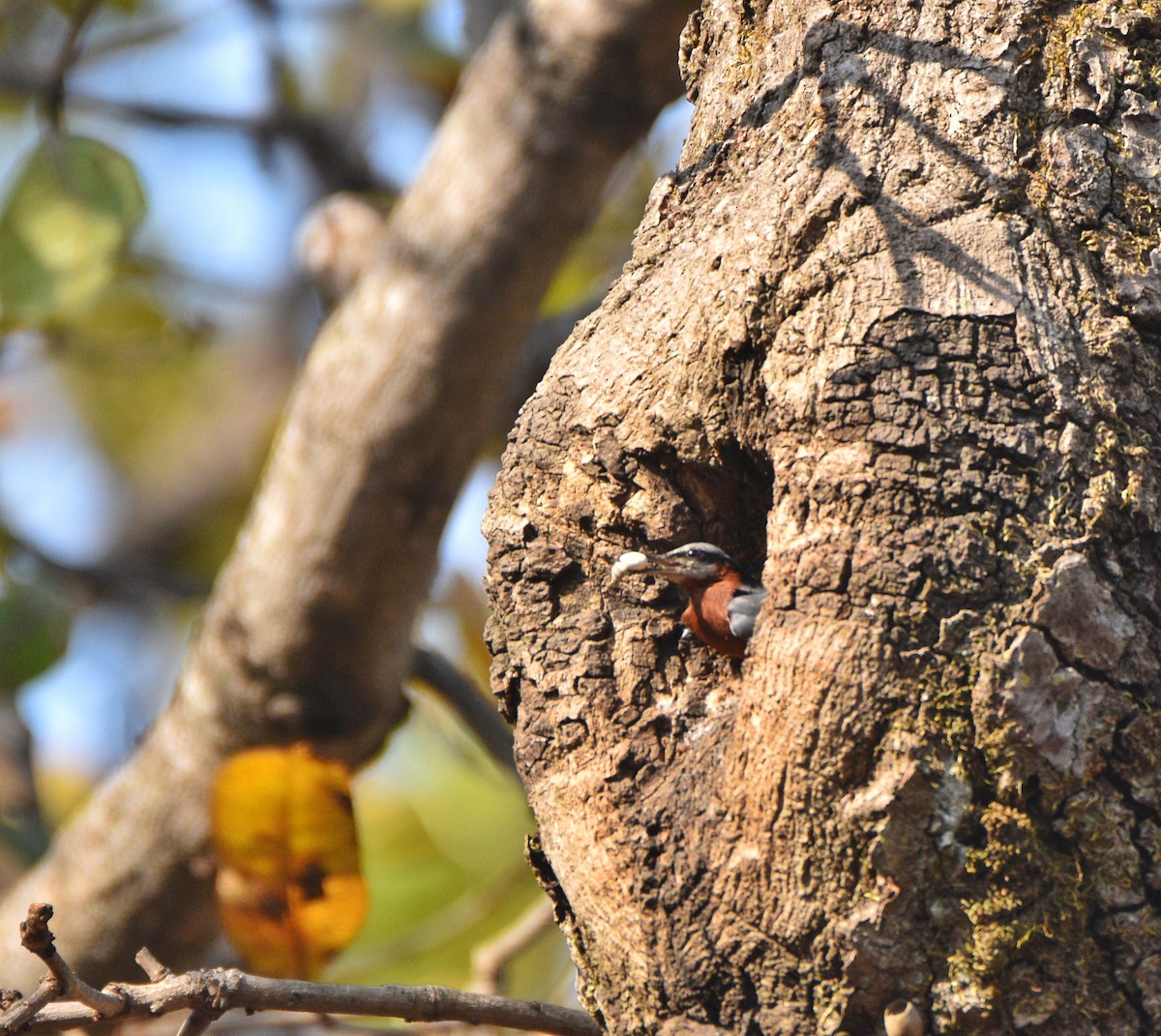Indian Nuthatch - ML633401904