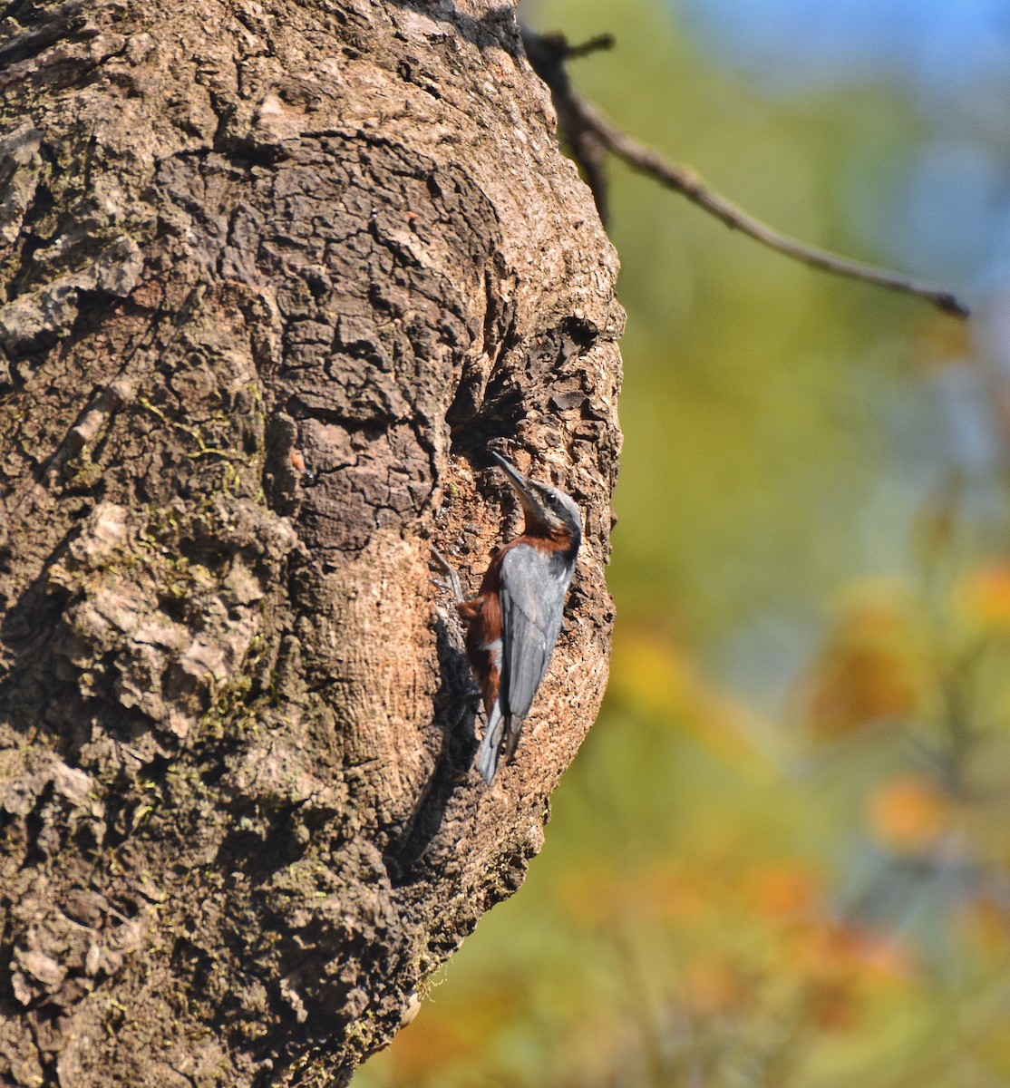 Indian Nuthatch - ML633401907