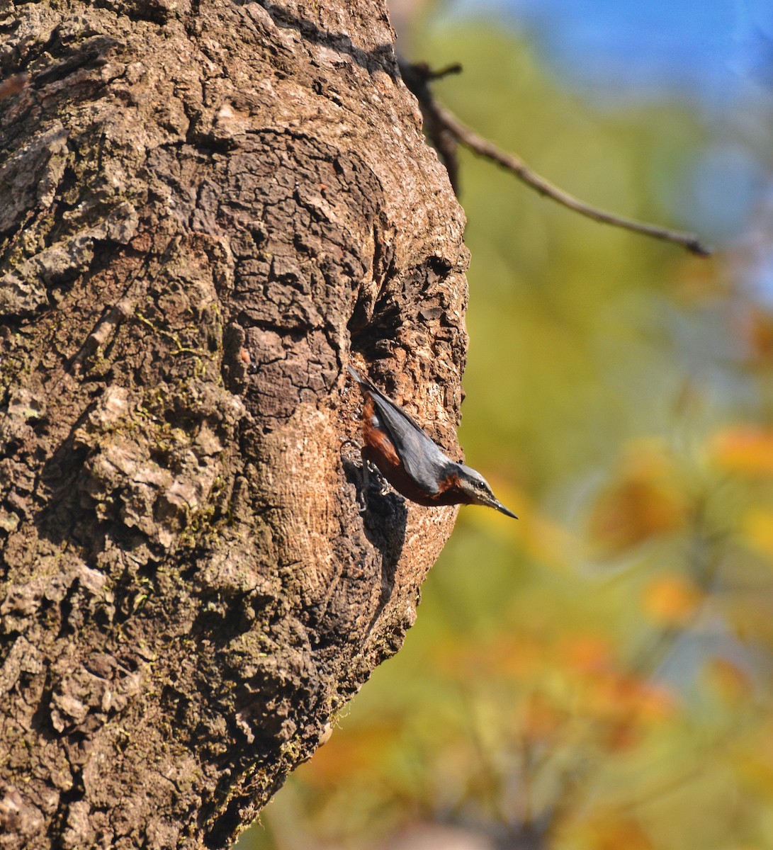 Indian Nuthatch - ML633401908