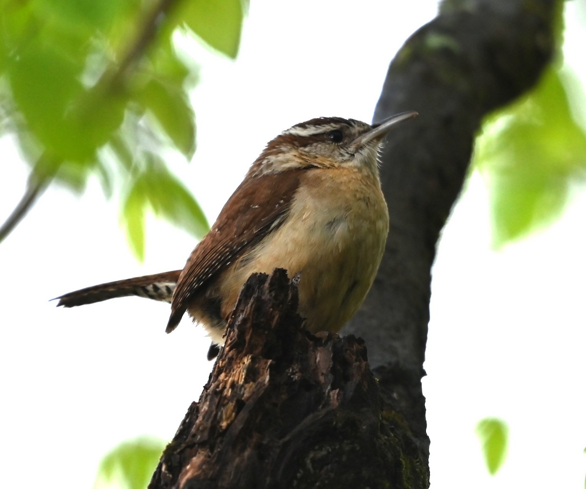 Carolina Wren - ML633401918