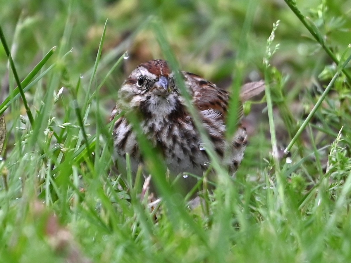 Song Sparrow - ML633401992