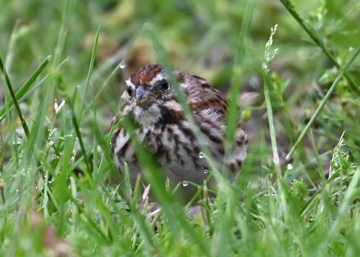 Song Sparrow - ML633402000