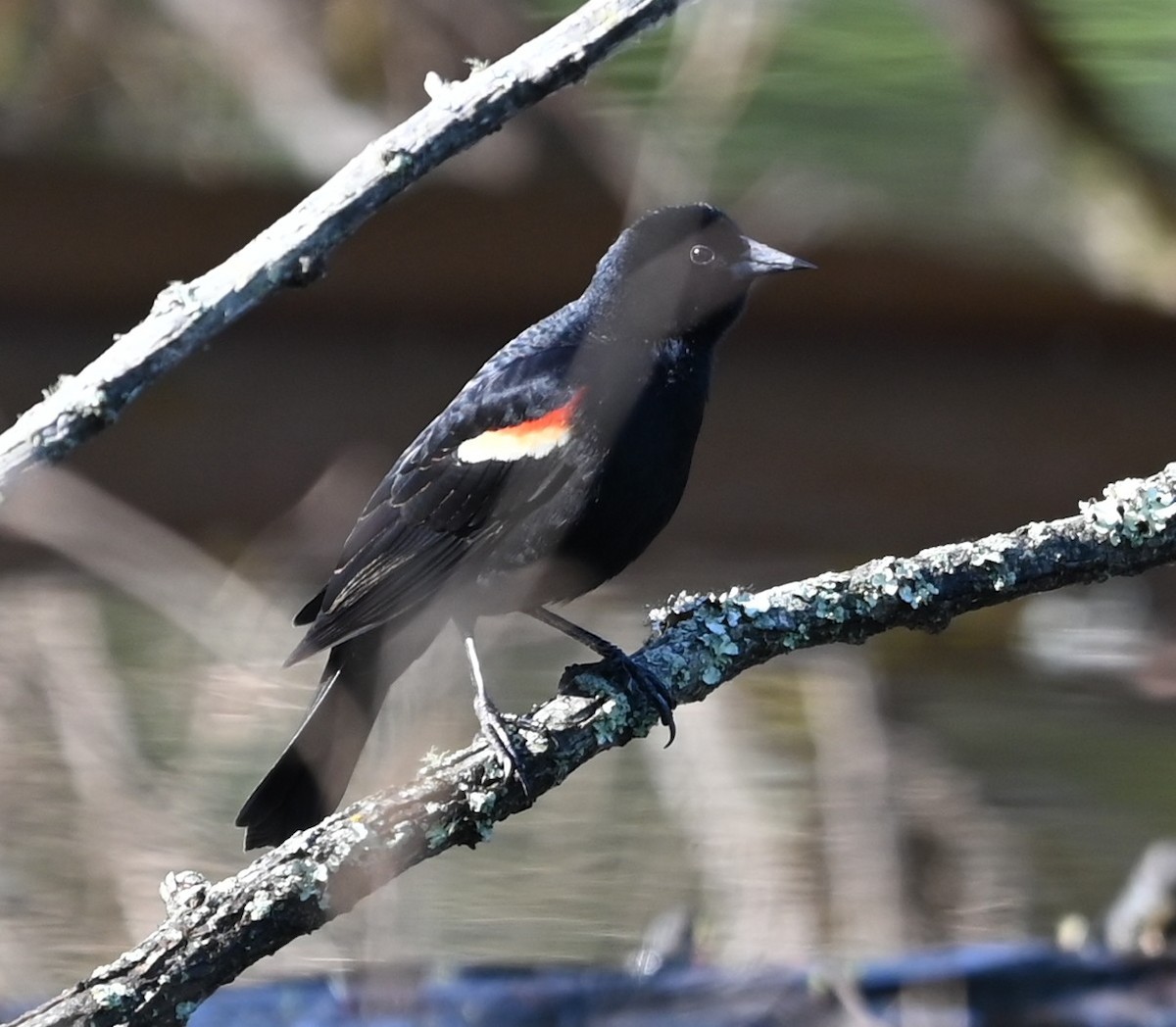 Red-winged Blackbird - ML633402013