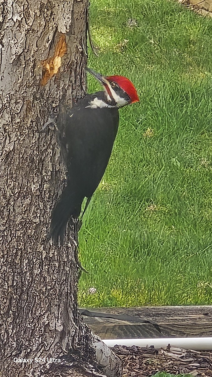 Pileated Woodpecker - ML633402051
