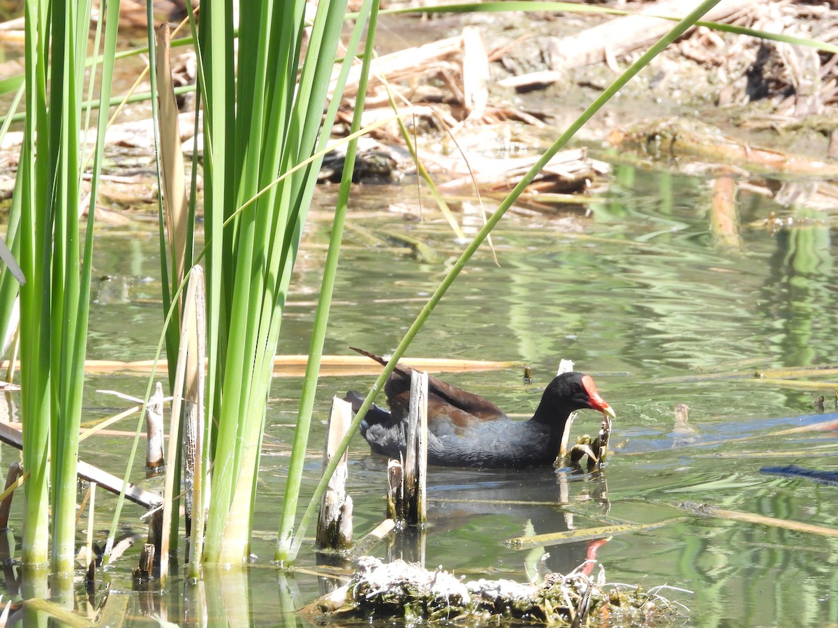 Common Gallinule - ML633402063