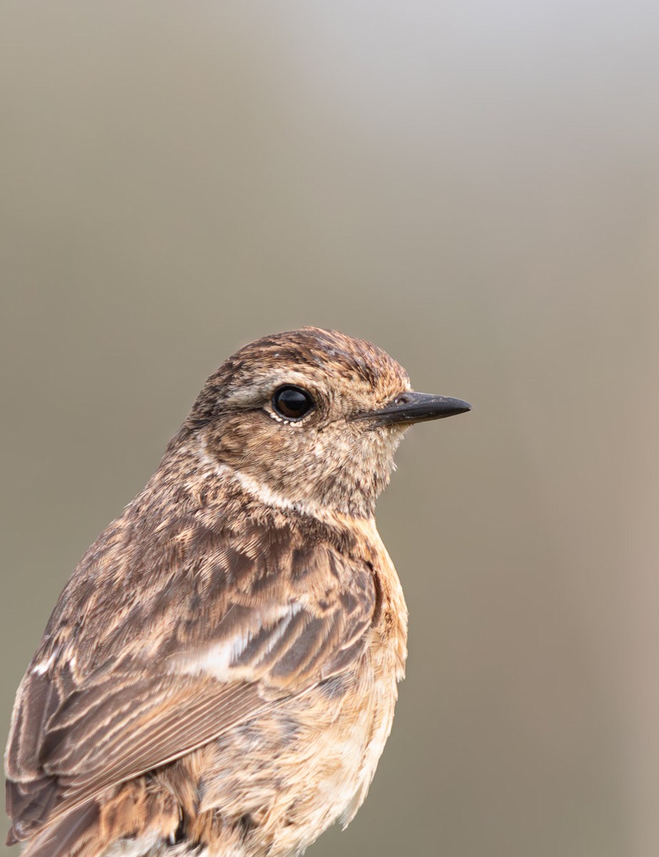 European Stonechat - ML633402097