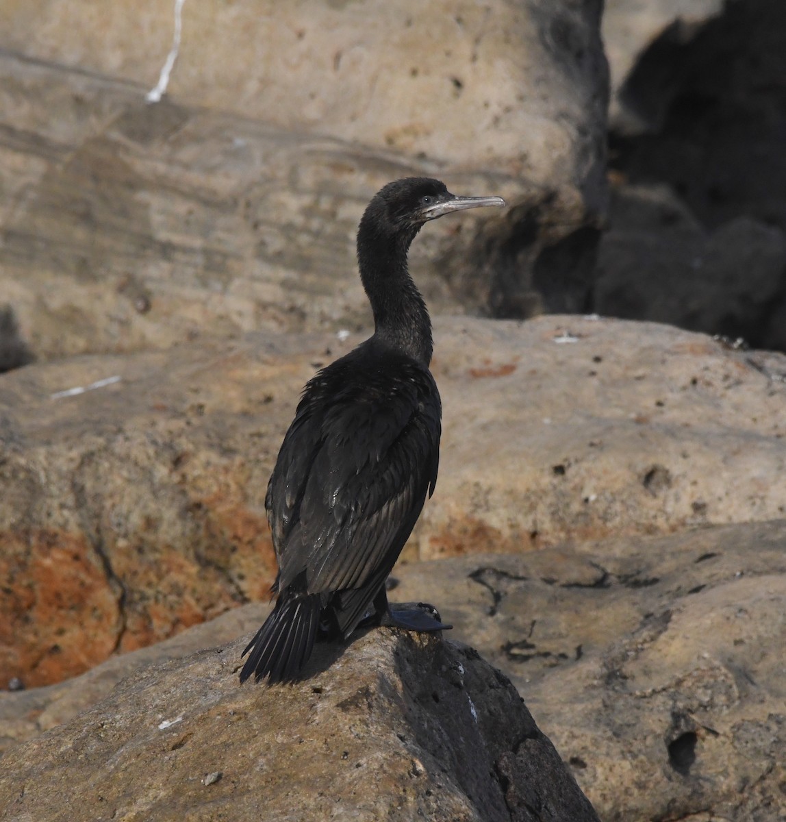 ハナグロウ - ML633402123