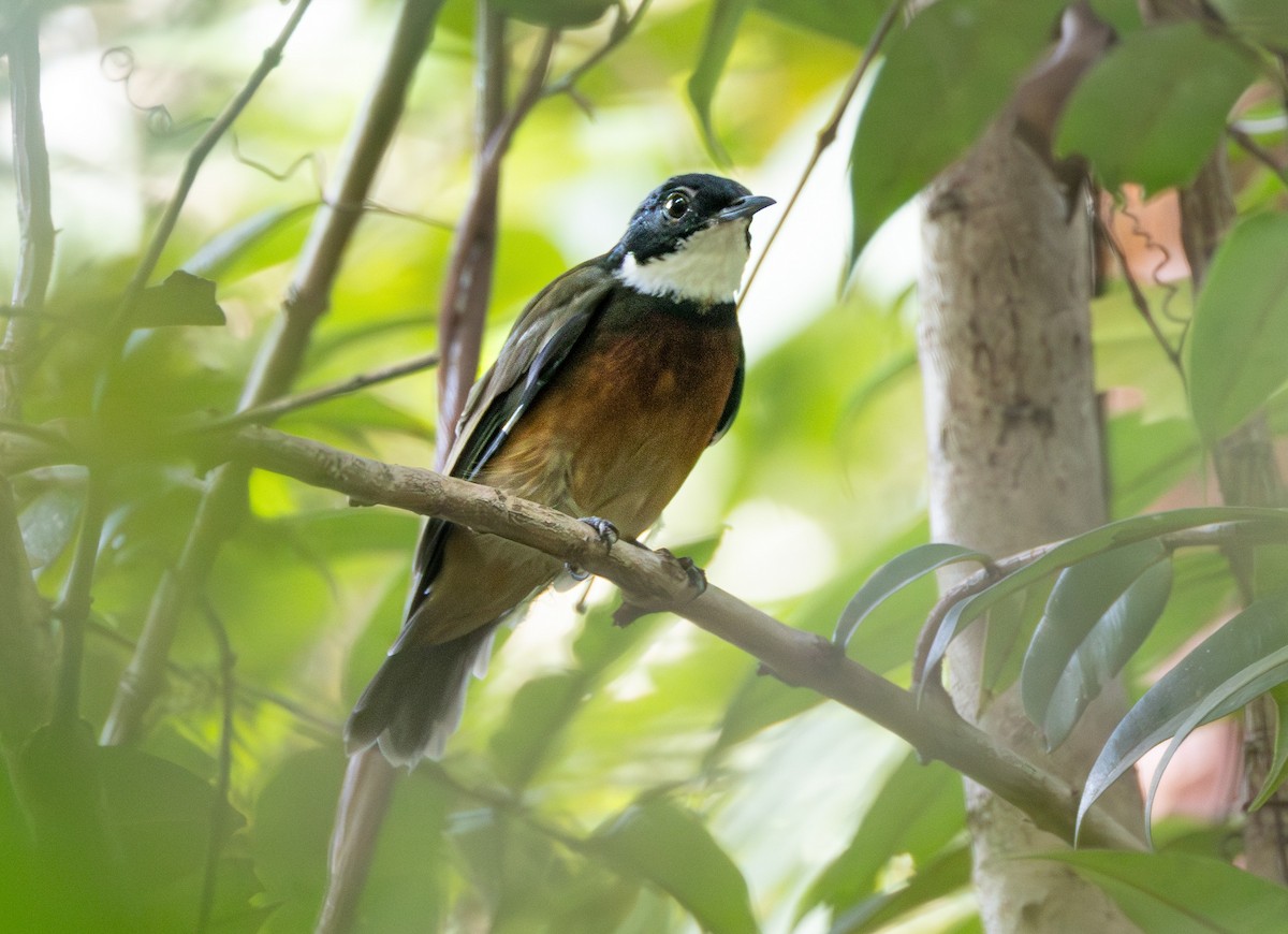 Flame-crowned Manakin - ML633402145