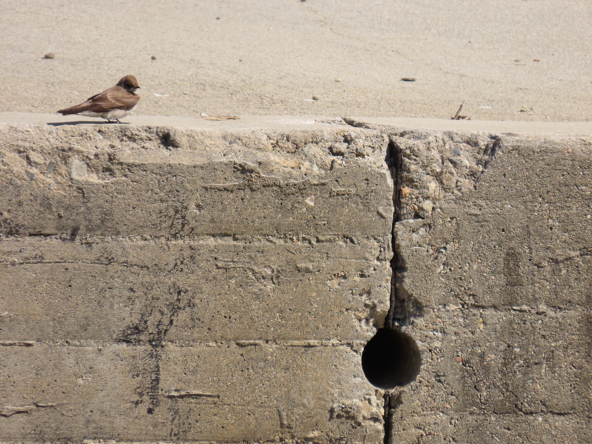 Northern Rough-winged Swallow - ML633402165