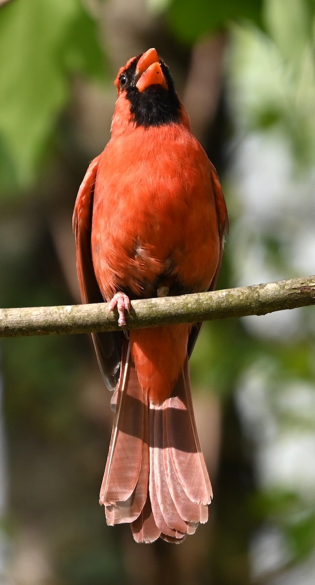 Northern Cardinal - ML633402169