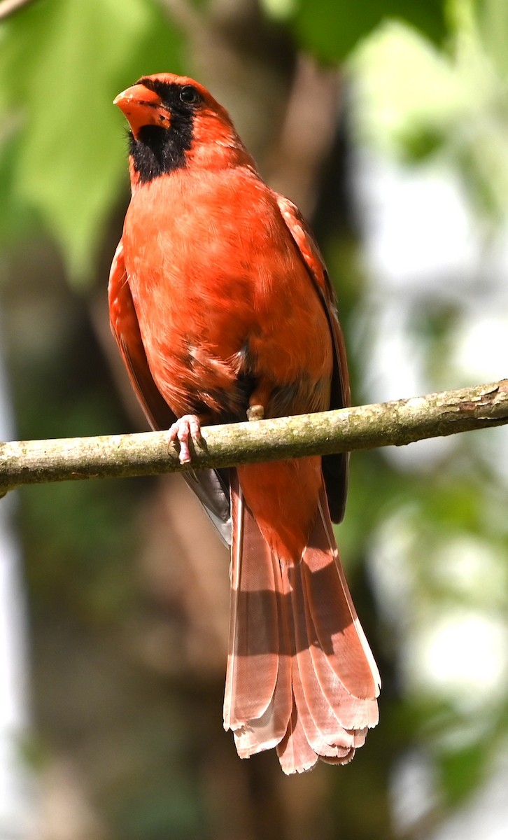 Northern Cardinal - ML633402179