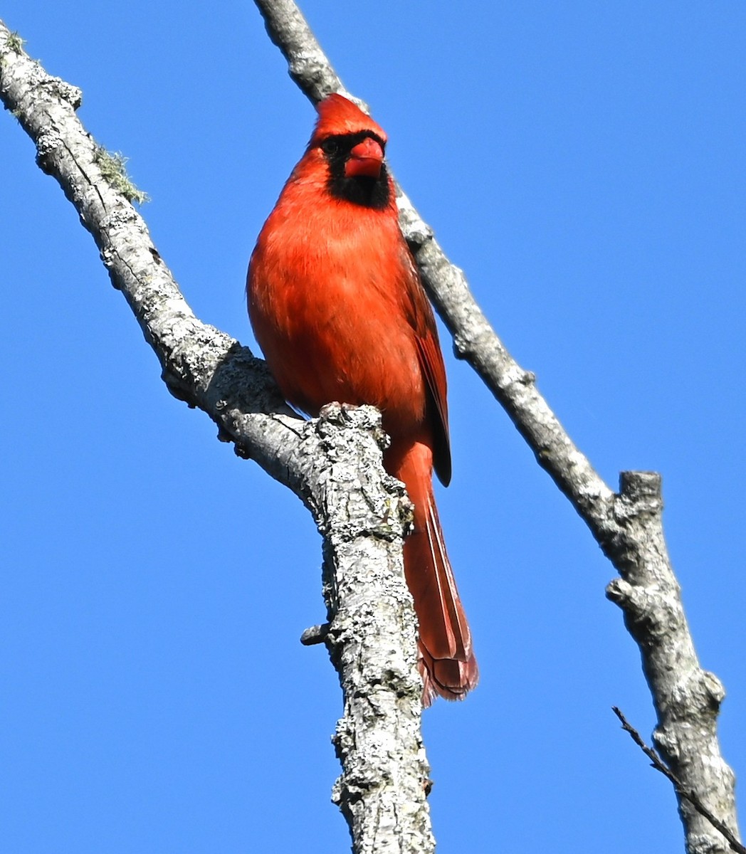 Northern Cardinal - ML633402191