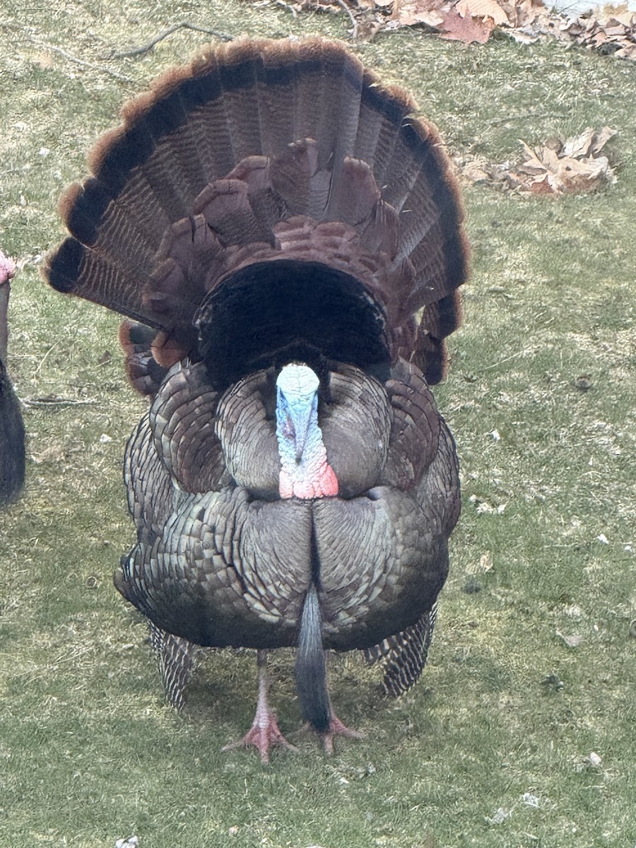 Wild Turkey - ML633402193