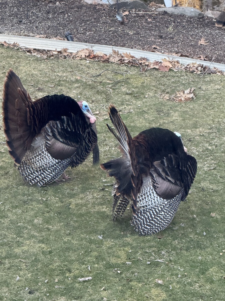 Wild Turkey - ML633402194
