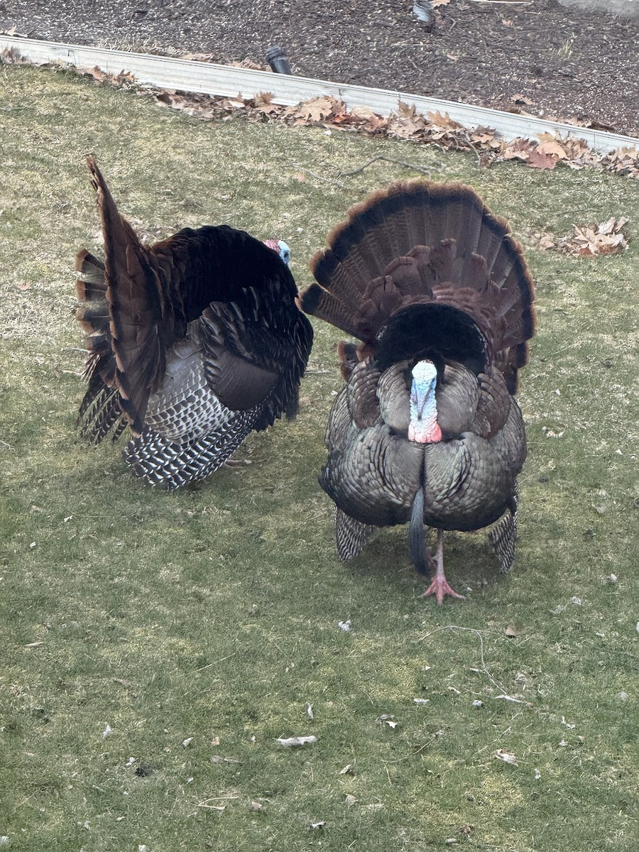 Wild Turkey - ML633402195
