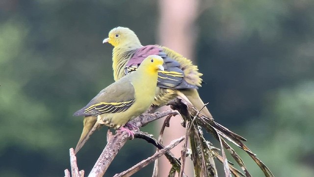 Sri Lanka Green-Pigeon - ML633402202