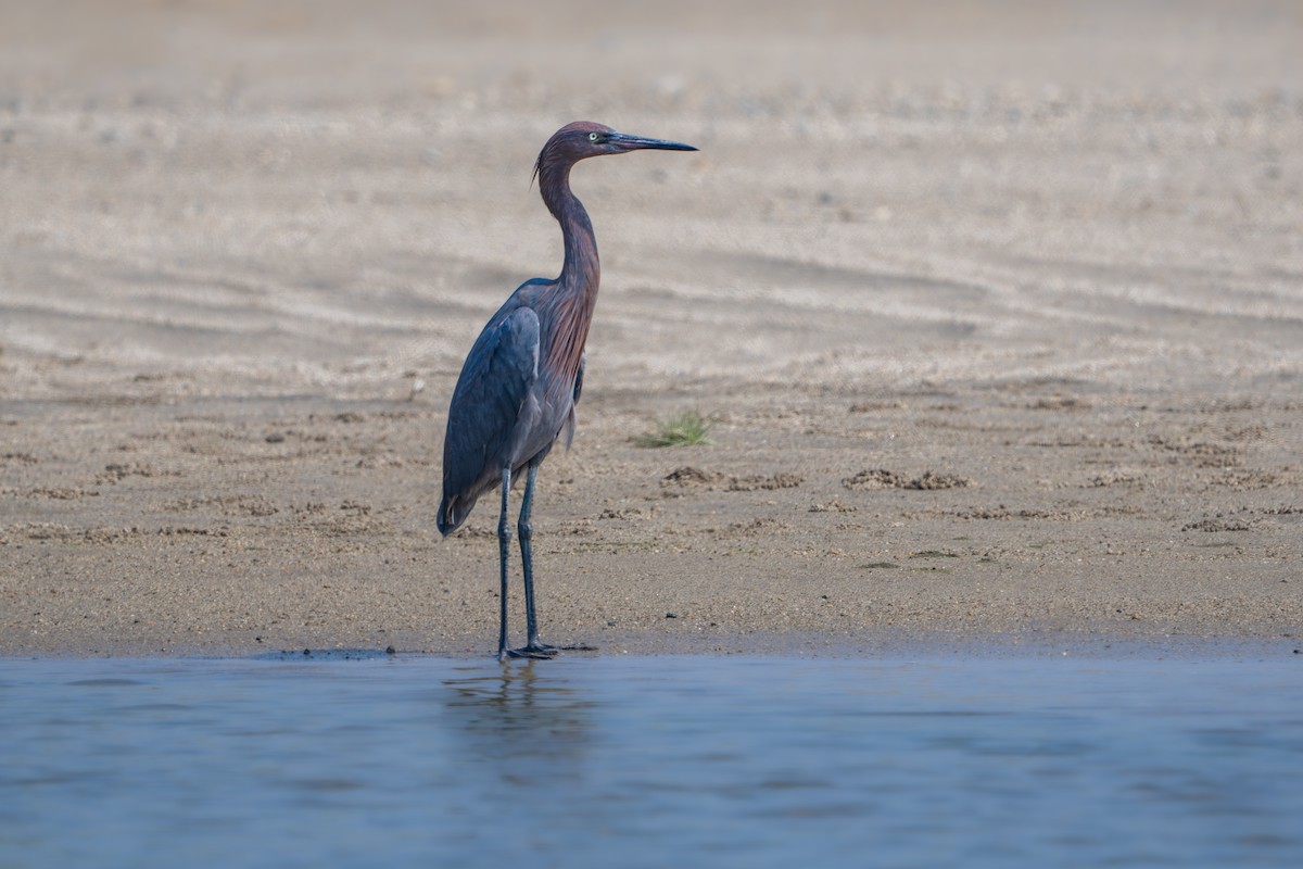 Reddish Egret - ML633402241