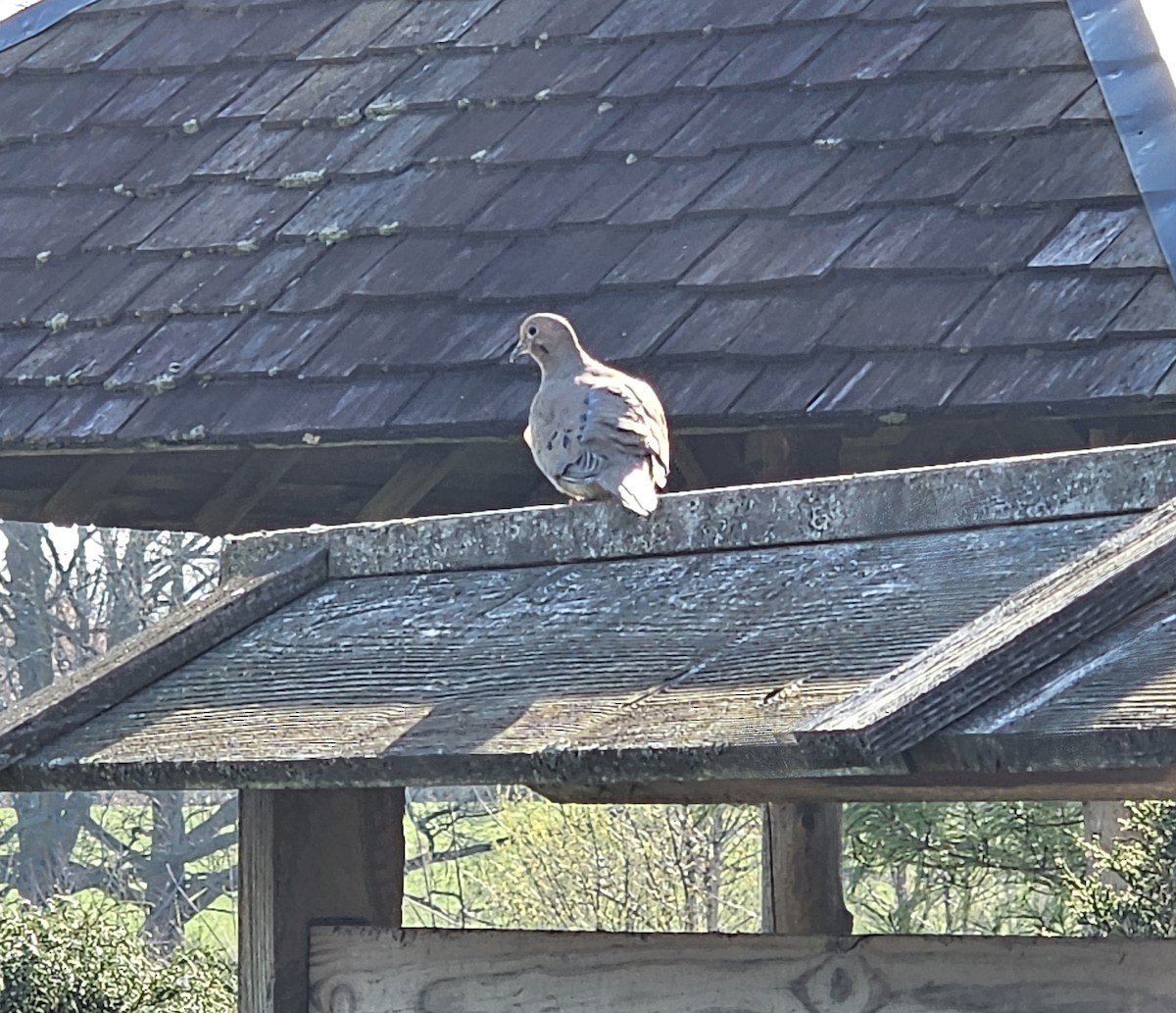 Mourning Dove - ML633402250